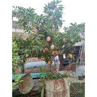 Cây giống hồng xiêm xoài (giống cây xanh)