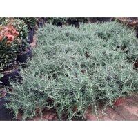 CÂY GIỐNG HƯƠNG THẢO chậu to như hình [ cây giúp ĐUỔI MUỖI VÀ CÔN TRÙNG RẤT TỐT ] (Freeship Xtra, Voucher Xtra +)