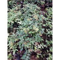 Cây giống Khế Chua. [ Cây đẹp, trồng chậu được ] (frEEship Xtra Plus+)