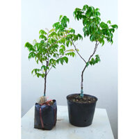 Cây giống Khế chua, cây tháp cành (chui cành)