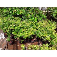 Cây giống Khế Chua. [ KHẾ NHẬT ] _)
