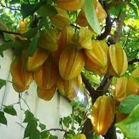 Cây giống Khế Chua. ( sản phảm ngocthanh123 có bảo hành)