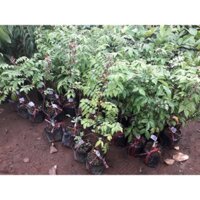 Cây giống Khế Chua TRỒNG CHẬU [ CÂY ĐẸP ĐANG RA BÔNG] ( Siêu trái, siêu sớm ). [ FREESHIP EXTRA PLUS ]