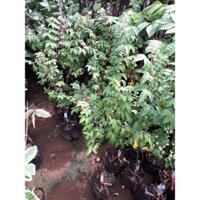 Cây giống Khế Chua TRỒNG CHẬU [ CÂY ĐẸP ĐANG RA BÔNG] ( Siêu trái, siêu sớm ). [Voucher Xtra+Freeship Xtra]
