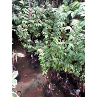 Cây giống Khế Chua TRỒNG CHẬU [ CÂY ĐẸP ĐANG RA BÔNG] ( Siêu trái, siêu sớm ). FREeShip Extra + XU ExTrA plus ]