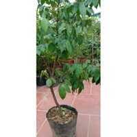 cây giống khế chua