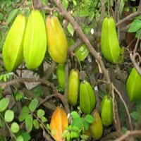 CÂY GIỐNG KHẾ NHẬT [ KHẾ CHUA NHẬT TRÁI DÀI )