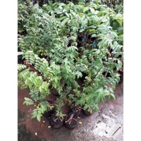 CÂY GIỐNG KHẾ NHẬT TRỒNG CHẬU  [ KHẾ CHUA  cây ghép  SAU 6 THÁNG THU HOẠCH ] [ FREESHIP EXTRA PLUS ]