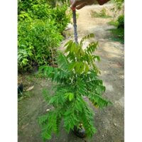 cây giống khế tàu