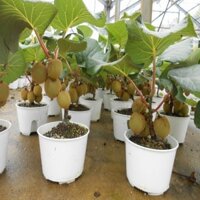 CÂY GIỐNG KIWI CHỊU NHIỆT RUỘT VÀNG(CÂY KIWI VÀNG)   QUẢ SỚM. NĂNG SUẤT CAO