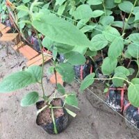 CÂY GIỐNG KIWI CHỊU NHIỆT RUỘT VÀNG(CÂY KIWI VÀNG) QUẢ SỚM - CGKWRV