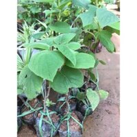 cây giống kiwi,vàng,xanh,đỏ