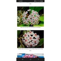 cây giống lan cẩm cù