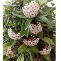 cây giống lan cẩm cù