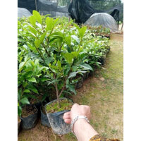 Cây Giống Lan Tiêu Thoát Thân Bầu To Nhiều Hoa