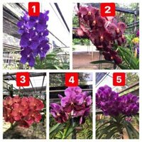 cây giống lan vanda thái