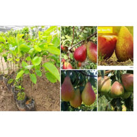 Cây Giống Lê Đỏ Nam Phi, Cây Lê Đỏ, Lê Nam Phi( CÂY GIỐNG ĐỨC MẠNH)