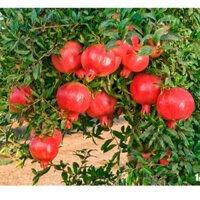 cây giống lựu đỏ cây đang lên nụhoa