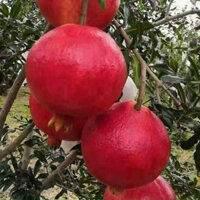 Cây Giống Lựu PeRu ( CÂY GIỐNG BẮC TRUNG NAM)