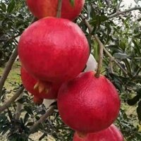 Cây Giống Lựu PeRu ( chuẩn giống) (GIỐNG EAKAMT)