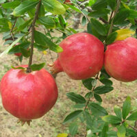 Cây giống lựu Peru(caygiongbazanxanh)