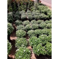 CÂY GIỐNG MAI CHIẾU THỦY LÁ TỨ [CHẬU TO KHỔNG LỒ , CÂY TƯƠI XANH ĐẸP NHƯ HÌNH  - CÂY PHONG THỦY ] &