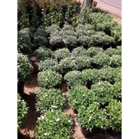 CÂY GIỐNG MAI CHIẾU THỦY LÁ TỨ [CHẬU TO KHỔNG LỒ , CÂY TƯƠI XANH ĐẸP NHƯ HÌNH  - CÂY PHONG THỦY ] _)