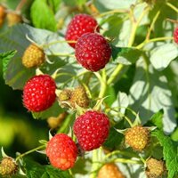 CÂY GIỐNG MÂM XÔI [ CÂY DƯỢC LIỆU QUÝ ] [ Voucher Extra + FreeShip Extra]