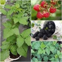 CÂY GIỐNG MÂM XÔI [ CÂY DƯỢC LIỆU QUÝ ] (FreeShip Extra + ]