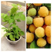 CÂY GIỐNG MÂM XÔI VÀNG (PHÚC BỒN TỬ) CÂY NHỎ NHẬP KHẨU SIÊU QUẢ DÒNG QUẢ SỚM- CAM KÊT GIỐNG CHUẨN F1