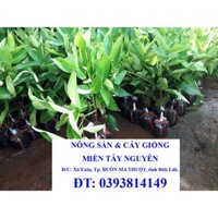 CÂY GIỐNG MẬN AN PHƯỚC (mận roi đỏ). [GIAO HÀNG NHANH()