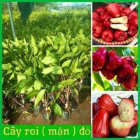 CÂY GIỐNG MẬN AN PHƯỚC (mận roi đỏ). Freeship Xtra]