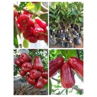 CÂY GIỐNG MẬN AN PHƯỚC (mận roi đỏ). (FreeShip Extra + ]