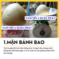 CÂY GIỐNG Mận Bánh Bao – dòng Mận Hiếm cho trái TO GẤP ĐÔI MẬN TRẮNG SỮA.