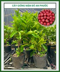 Cây giống mận đỏ An Phước – ngon – giòn – ngọt