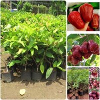 Cây giống Mận Đỏ An Phước [ Bầu to, siêu trái. siêu sớm]. [ BẦU NHỎ MINI ]. [RẺ HƠN HOÀN TIỀN] _)