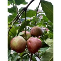 CÂY GIỐNG MẬN ĐƯỜNG ĐÁ ( mận Roi Đá )