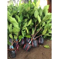 CÂY GIỐNG MẬN ĐƯỜNG ĐÁ ( Roi Đá ) - Cây giống Mini, Freeship Extra+