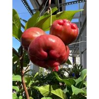 CÂY GIỐNG MẬN ĐƯỜNG ĐÁ ( Roi Đá ) (cây giống quỳnh anh )