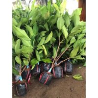 CÂY GIỐNG MẬN ĐƯỜNG ĐÁ ( Roi Đá ) cây ghép chuẩn  SP có bảo hành