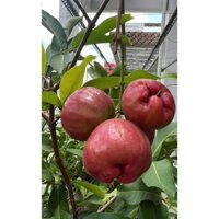 CÂY GIỐNG MẬN ĐƯỜNG ĐÁ ( Roi Đá có bỏa hành) (phuongboutique47)