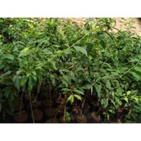 Cây giống Mận HẬU ( hay còn có tên là mận bắc, mận Hà Nội [ CÂY GHÉP cao hơn 1m rồi ạ ] (Freeship xtra +Xu extra+)