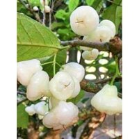 Cây giống mận sữa (có tặng kèm phân kích rễ), nhấp vào voucher freéhip