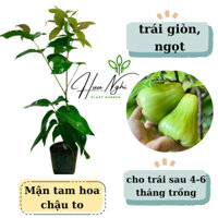Cây giống Mận tam hoa, Mận xanh, roi xanh (cây loại to)