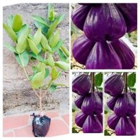 Cây giống mận tím roi (cây ghép cho trái sớm)