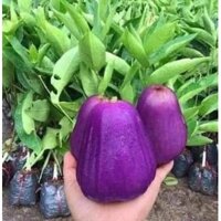 Cây giống mận tím roi (CÂY GHÉP - SIÊU SỚM TRÁI- CHUẨN GIỐNG) (CÂY GIỐNG ANM LONG )