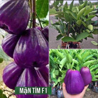 Cây giống mận tím roi chuẩn giống F1(CÂY GIỐNG BẮC TRUNG NAM)