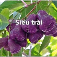 Cây giống mận tím roi trái sớm (cây siêu tốt)