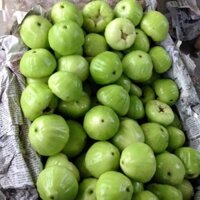 Cây giống mận xanh đường Đài Loan( cây roi xanh đường Đài Loan)