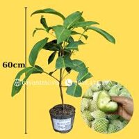 Cây giống mận xanh đường siêu sớm ( cây siêu sớm) SP có bảo hành
